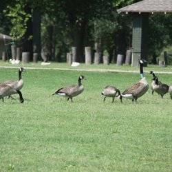 Island Park