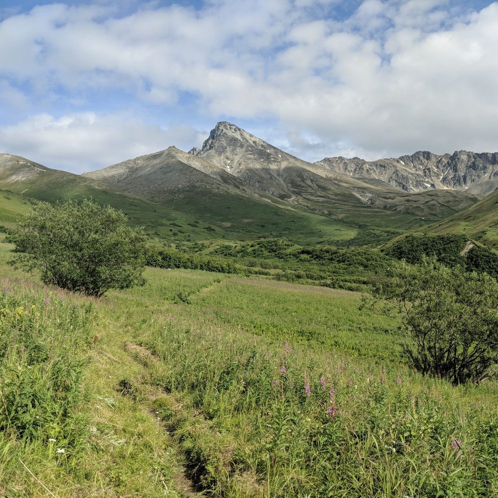Matanuska Peak Trail - thar she blows! - Hiking Near Me - Palmer, Alaska Matanuska Peak Trail - thar she blows! - Hiking Near Me - Palmer, Alaska