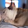 Photo of Paws & Claws Animal Care