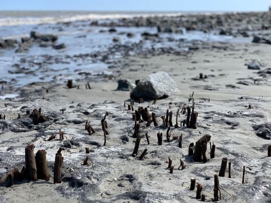 Driftwood Beach by null