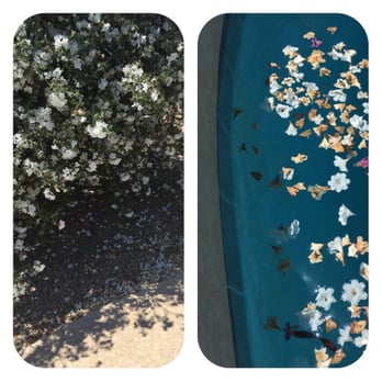 Blooming Desert Pools and Landscapes - Feeling Annoyed...My pool gets covered with the white flowers from this bush. - Pool & Hot Tub Service Near Me - Mesa, Arizona Blooming Desert Pools and Landscapes - Feeling Annoyed...My pool gets covered with the white flowers from this bush. - Pool & Hot Tub Service Near Me - Mesa, Arizona