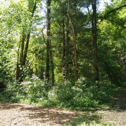 Olde Quarry Park - Fork in the trail