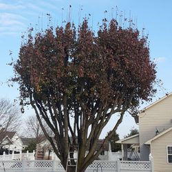 All Around Tree Care - After proper thinning!