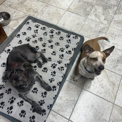 Taylor Veterinary Emergency