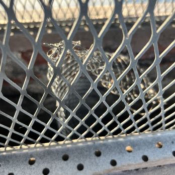 Mary Poppins Chimney Service - Mangled mesh within the cage cap he removed - Chimney Sweeps Near Me Mary Poppins Chimney Service - Mangled mesh within the cage cap he removed - Chimney Sweeps Near Me