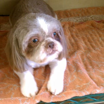 Kristi's Pet Palace - Pet Groomers Near Me - Tomball, Texas