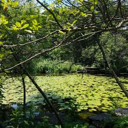 Alfred Caldwell Lily Pool
