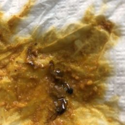 Cockroach in my food