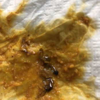 Z Kabob - Cockroach in my food - Middle Eastern Near Me - Falls Church, Virginia