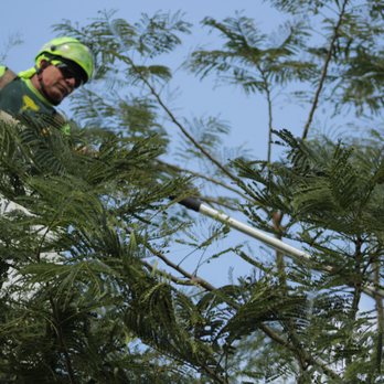 Bartlett Tree Experts - High up in the tree - Tree Services Near Me - Oakland Park, Florida