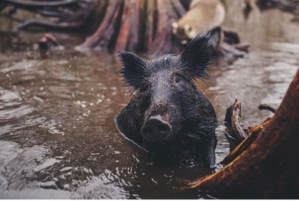 Cajun Encounters Tour Company by null