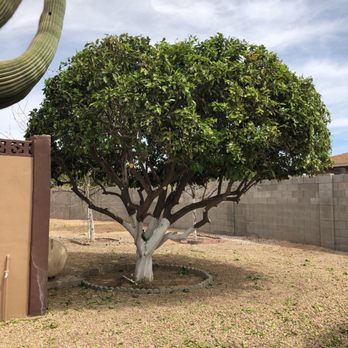 SVH Landscaping Services - Tree Services Near Me