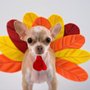 South Monroe Animal Hospital