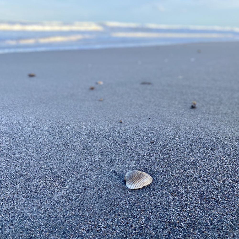Millenium Beach Park - Seashells - Parks Near Me - Satellite Beach, Florida Millenium Beach Park - Seashells - Parks Near Me - Satellite Beach, Florida