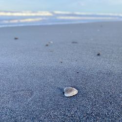 Millenium Beach Park - Seashells