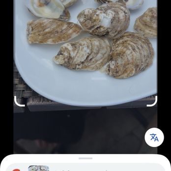 Blu Pointe - Atlantic or Eastern Oysters - Seafood Near Me - Newburgh, New York