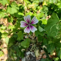 Weber House & Garden
