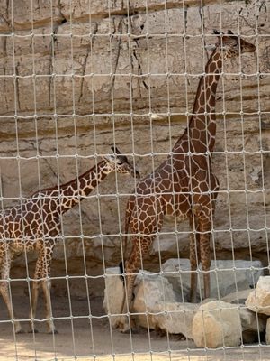San Antonio Zoo Education Center by null