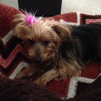 Conner Paul, DVM - Dr Connor has been caring for Roxie for 6 years.  She loves him (as much as any dog loves the vet).  thankful to have found him. - Veterinarians Near Me - Castaic, California