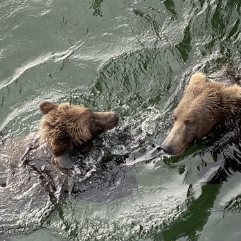 Anchorage Aero - Mama teaching her baby to fish - Aerial Tours Near Me - Anchorage, Alaska