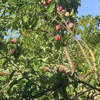 Prodigy Works Tree Service - Plum tree - Landscaping Near Me Prodigy Works Tree Service - Plum tree - Landscaping Near Me