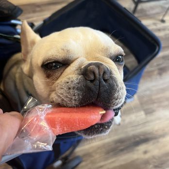 The Hyppo - Porkchop enjoying the watermelon treat! - Desserts Near Me - St. Augustine, Florida