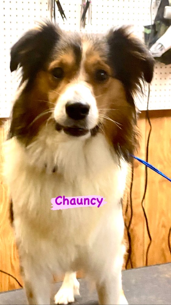 MARILYNS MOUNTAIN DOG GROOMING Updated June 2024 29 Photos 7