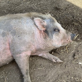 SoCalMiniPigs - Nap time! - Pet Breeders Near Me - Valley Center, California SoCalMiniPigs - Nap time! - Pet Breeders Near Me - Valley Center, California