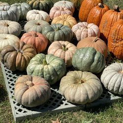 Timberline Farms - Large Stackers and Oranges