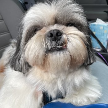 Beverly Pet Clinic - Snoopy - Veterinarians Near Me - Los Angeles, California