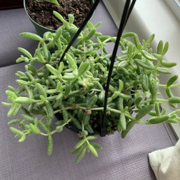 pickle plant pickle plant
