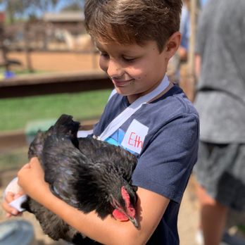 Sugar Sweet Farm - Chickens - Attraction Farms Near Me