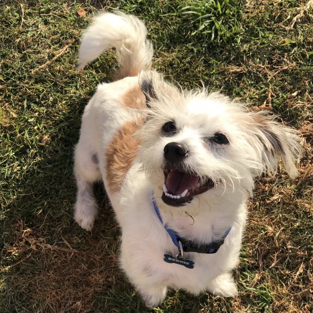 Homeless To Forever Foundation - My baby Bernie - Pet Adoption Near Me - Arcadia, California Homeless To Forever Foundation - My baby Bernie - Pet Adoption Near Me - Arcadia, California