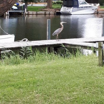 Dockside on the Cove - a bird sitting on a dock - Desserts Near Me - Tilbury, Ontario