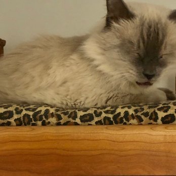 The Cat's Meow Inn - Pet Boarding Near Me