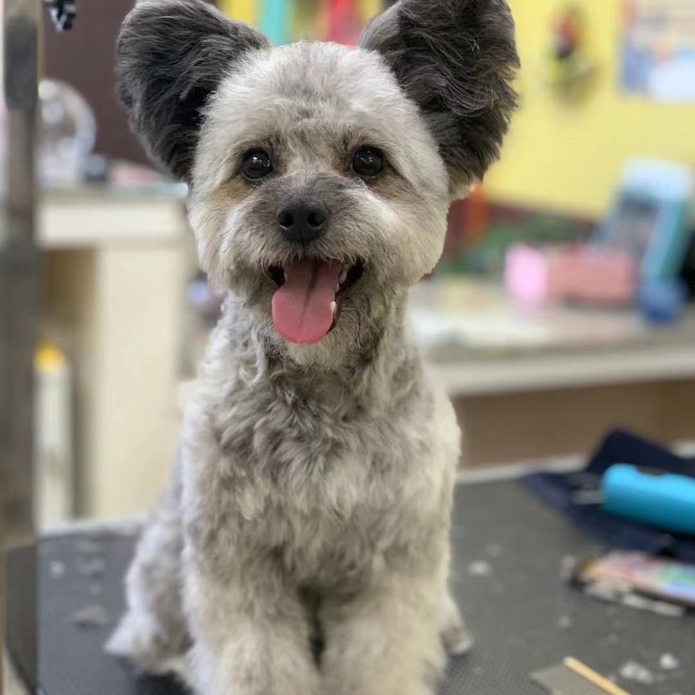 Happy Dog Grooming - Amazing work! Highly recommended! - Pet Groomers Near Me - Ontario, California Happy Dog Grooming - Amazing work! Highly recommended! - Pet Groomers Near Me - Ontario, California