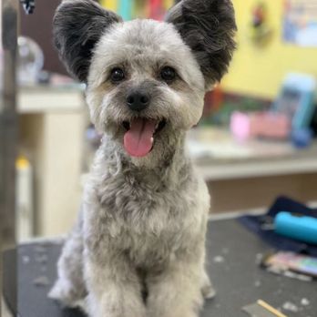 Happy Dog Grooming - Amazing work! Highly recommended! - Pet Groomers Near Me - Ontario, California Happy Dog Grooming - Amazing work! Highly recommended! - Pet Groomers Near Me - Ontario, California