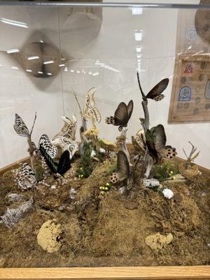 Bryce Wildlife Adventure by null