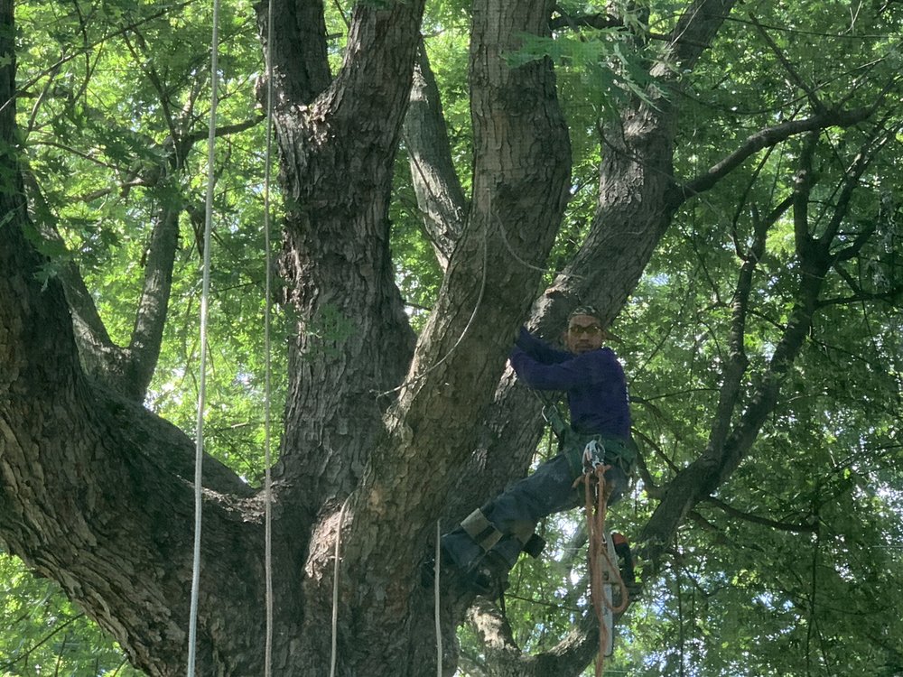 EDGAR’S TREE SERVICES Updated June 2024 16 Photos 6550 Townsend