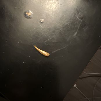 Boiling Pot - Dog/rodent tooth- per google and chat gpt - Fondue Near Me - Charlotte, North Carolina
