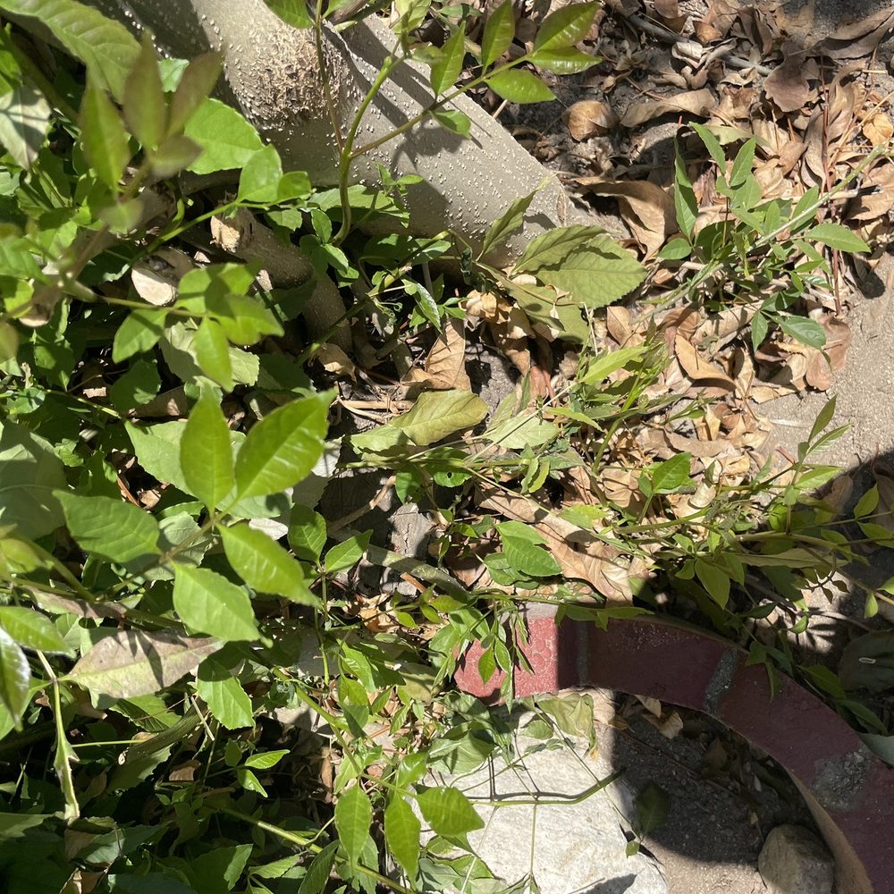 Artist Tree Service - Before (in-festive species) - Tree Services Near Me - Sylmar, California