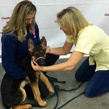 Gentle Dog Training - Pet Training Near Me - Lenexa, Kansas