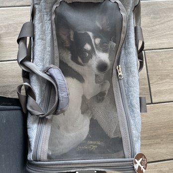 TrueCare for pets - Brandy Alexander - Veterinarians Near Me - Studio City, California TrueCare for pets - Brandy Alexander - Veterinarians Near Me - Studio City, California