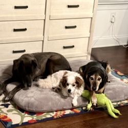East Lake Veterinary Hospital