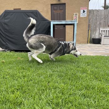 Blue Heron Cottages - Benji doing his dog race ...stretching his legs, feeling the grass between his pads - Vacation Rentals Near Me - San Diego, California
