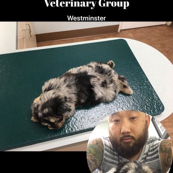 Westminster Veterinary Group - Veterinarians Near Me - Westminster, California