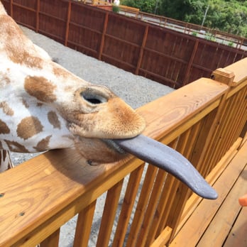 The Wild Animal Park - Feeding the two giraffes they have with carrots - Zoos Near Me - Chittenango, New York The Wild Animal Park - Feeding the two giraffes they have with carrots - Zoos Near Me - Chittenango, New York