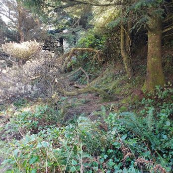 Canyon Drive Park - Secret Trail. - Beaches Near Me - Lincoln City, Oregon Canyon Drive Park - Secret Trail. - Beaches Near Me - Lincoln City, Oregon