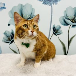 Garfield Cat
