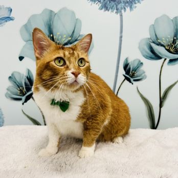 Pounce Hawaii - Garfield Cat - Pet Boarding Near Me - Honolulu, Hawaii